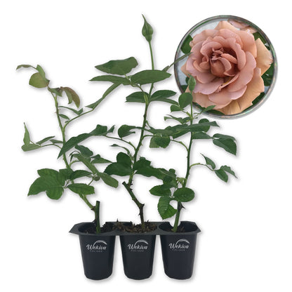 Koko Loko Rose Bush - Live Starter Plants in 2 Inch Pots - Beautiful Roses from Florida - A Stunningly Beautiful Ornamental Rose