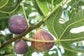 Fig Tree - 4 Live Starter Plants - Ficus Carica - Edible Fruit Tree for The Patio and Garden