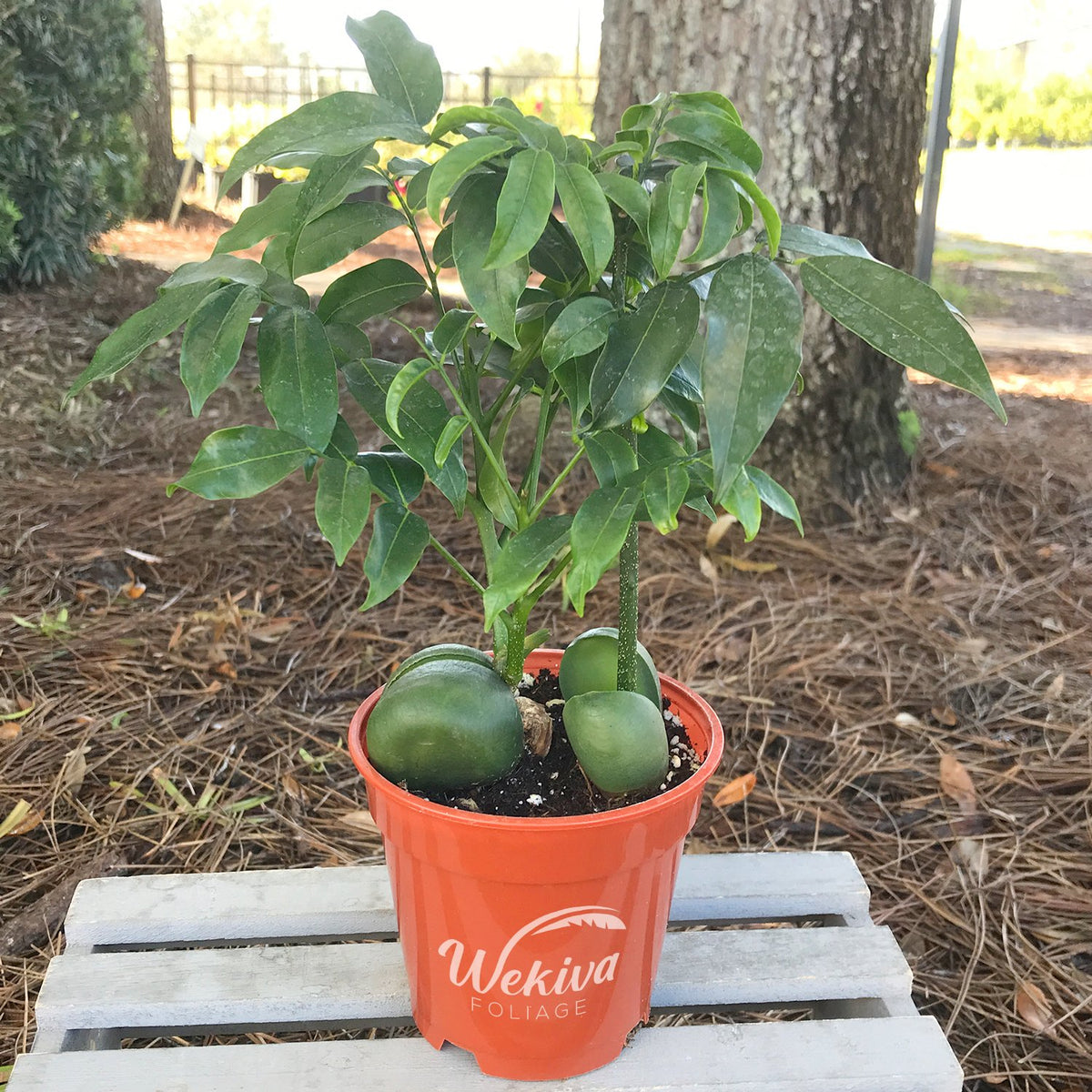 Magic Bean Tree Lucky Bean Plant - Live Plant in a 4 Inch Pot - Castanospermum Austral ...