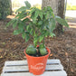 Lucky Bean Plant - Live Plant in a 4 Inch Pot - Castanospermum Australe - Beautiful Ornamental Bonsai Interior Tree - A Natural Charm for Abundance and Prosperity in Your Home