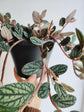Polynesian Ivy - Live Starter Plants in 2 Inch Pots - Pellionia Pulchra - Rare Indoor Air Purifying Houseplant Vine