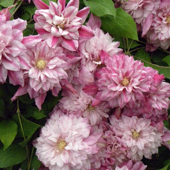 Clematis Patricia Ann Fretwell - Live Plants in 4 inch Growers Pots - Clematis &