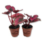 Red Kiss Begonia - Live Starters in 2 Inch Pots - Begonia Rex &