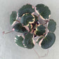 Strawberry Begonia - 4 Live Starter Plants in 2 Inch Pots - Saxifraga Stolonifera Tricolor - Rare and Beautiful Indoor Houseplant or Garden