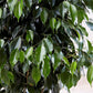 Ficus Benjamina Weeping Fig Bush - Live Plant in a 10 Inch Pot - Ficus Benjamina - Beautiful Ornamental Interior Tree
