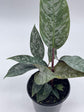 Purple Sword Homalomena - Live Plant in a 6 Inch Nursery Pot - Apoballis Acuminatissima &