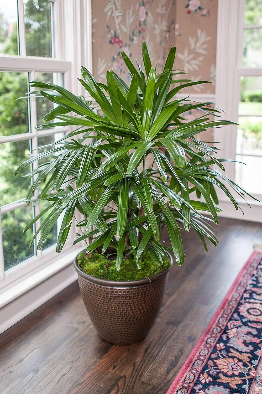 lady palm house plant Lady Palm - Live Plant in an 6 Inch Growers Pot - Rhapis Excelsa