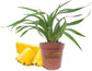 Florida Special Pineapple Plant - Live Starter Plants - Ananas Comosus - Edible Fruit Tree for The Patio and Garden