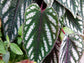 Rex Begonia Vine - Live Plants in 4 Inch Pots - Cissus Discolor - Extremely Rare and Beautiful Vining Indoor Houseplant - Air Purifying