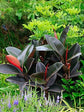 Rubber Plant - Live Plant in an 10 Inch Pot - Ficus Elastica “Burgundy” - Beautiful Easy Care Air Purifying Indoor Houseplant
