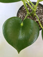 Peperomia - Live Plant in a 2 Inch Pot - Rare and Elegant Indoor Houseplant