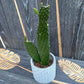 Roadkill Cactus - Live Plant in a 6 Inch Pot - Consolea Rubescens - Beautiful Indoor Outdoor Cacti Succulent Houseplant