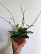 Hoya Krimson Queen Hanging Basket - Live Plant in a 6 Inch Pot - Hoya Carnosa &