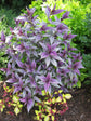 Persian Shield Plant - Live Starter Plants in 2 Inch Pots - Strobilanthes Dyerianus - Rare Indoor Outdoor Houseplant