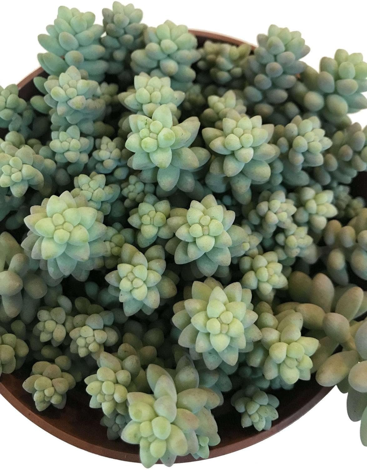 where to buy burro's tail succulent Wekiva Foliage Burro's Tail-Live Starter Plant in a 2 Inch Pot-Sedum Morganianum-Drought Tolerant Easy Care Succulent Houseplant
