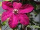 Clematis Westerplatte - Live Plants in 4 Inch Growers Pots - Clematis &