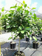 Ficus Audrey Standard - Live Plant in a 10 Inch Pot - Ficus Benghalensis - Beautiful Ornamental Interior Tree