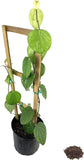 Black Pepper Plant - Live Tree in a 3 Gallon Pot with Trellis - Piper Nigrum - Edible Spice Plant for Gardens