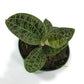 Jewel Orchid - Live Plants in 3 Inch Pots - Macodes Petola - Stunning Lightning Leaf Pattern Beautiful Foliage