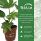 Spider Web Aralia - Live Plants in 2 Inch Pots - Fatsia Japonica - Speckled Aralia Indoor Outdoor Fast Growing Hardy Evergreen