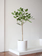 Ficus Tree - Live Starter Plants in 2 Inch Pots - Stunning Easy Care Interior Houseplant