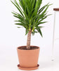 Yucca Cane Plant - Live Plant in a 8 Inch Pot - Yucca Guatemalensis - Beautiful Easy Care Air Purifying Indoor Houseplant