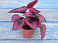 Red Kiss Begonia - Live Starters in 2 Inch Pots - Begonia Rex &