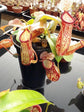 Carnivorous Tropical Plants - Live Starter Plants in 2 Inch Pots - Beautiful Easy Care Indoor Tropical Carnivorous Plants