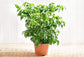 China Doll Plant - Live Plant in a 6 Inch Pot -Radermachera Sinica - Beautiful Easy Care Indoor Houseplant