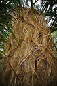 Old Man Palm - Live Plants in 4 Inch Pots - Coccothrinax Crinita - Extremely Rare and Unusual Ornamental Palms of Florida