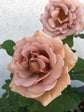 Koko Loko Rose Bush - Live Starter Plants in 4 Inch Pots - Beautiful Roses from Florida - A Stunningly Beautiful Ornamental Rose