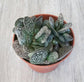 Calico Hearts - Live Starter Plants in 2 Inch Pots - Adromischus Maculatus - Drought Tolerant Indoor Outdoor Cacti Succulent Houseplant