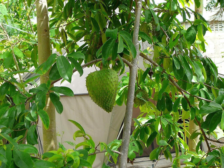 soursop plant in pot Soursop Tree - Pawpaw Plant - Live Tree in a 1 Gallon Pot