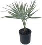 Silver Bismarck Palm - Live Plant in a 5 Gallon Growers Pot - Bismarckia Nobilis - Rare Ornamental Palms of Florida
