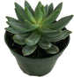 Artisan Grown Succulent Collection – 10 Live Succulent Plants in 4 Inch Pots – Growers Choice - Hand-Picked for Beauty – Perfect Plant Assortment for Indoors or Outdoors