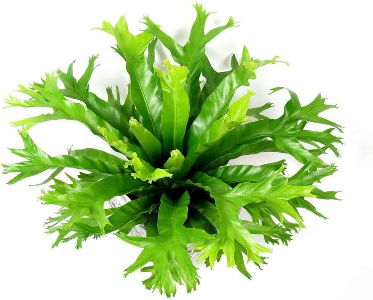 crissie birds nest fern care Wekiva Foliage Crissie Bird's Nest Fern-Live Plant in a 4 Inch Pot-Asplenium Nidus-Beautiful Easy Care Indoor Houseplant Fern