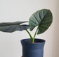 Alocasia - 4 Live Starter Plants in 2 Inch Pots - Alocasia - Florist Quality Air Purifying Indoor Plant - Nature&