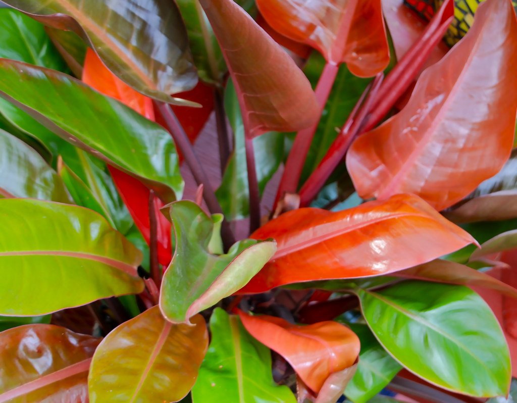 full size prince of orange philodendron Philodendron Prince of Orange - Live Plant in a 10 Inch Growers Pot - Philodendron Prince of Orange