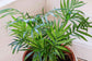 Neanthe Bella Parlor Palm - 4 Live Starter Plants in 2 Inch Pots - Baby Plants - Chamaedorea Elegans - Beautiful Clean Air Indoor Houseplant - Air Purifying