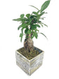 Faux Wood Bonsai Planter - Live Plants in 5 Inch Decorative Pots - Plant Variety is Grower&
