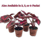 Red Kiss Begonia - Live Starters in 2 Inch Pots - Begonia Rex &