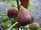Olympian Fig Tree - Live Starter Plants - Ficus Carica - Edible Fruit Tree for The Patio and Garden
