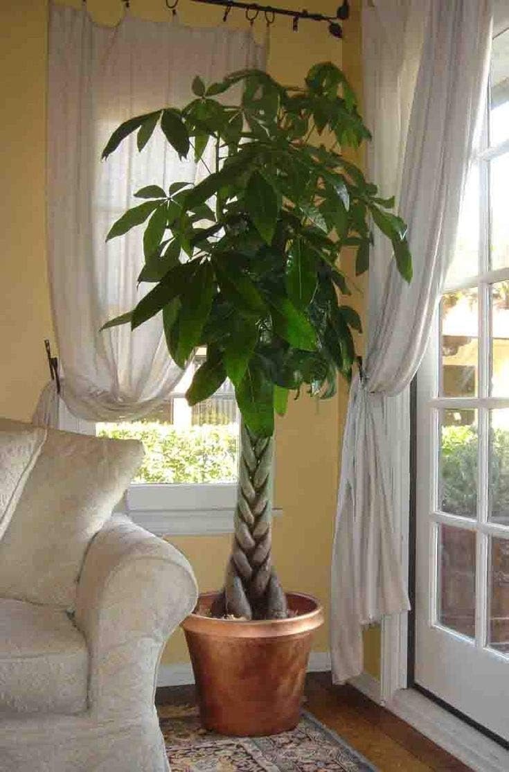 large indoor money tree plant Money Tree Braid - Live Plant in an 10 Inch Growers Pot