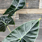 Alocasia - 4 Live Starter Plants in 2 Inch Pots - Alocasia - Florist Quality Air Purifying Indoor Plant - Nature&