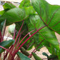 Colocasia Elephant Ear Plant - 4 Live Starter Plants - Colocasia Esculenta - Beautiful Large Leaf Foliage Starter Multipack