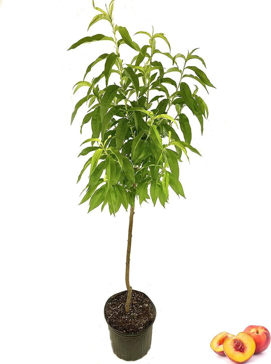 Peach Tree - Live Tree in a 3 Gallon Pot - Prunus Persica &