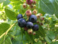 Blueberry Plant - Live Plant in a 2 inch Growers Pot - Vaccinium - Edible Fruit Bearing Tree for The Patio and Garden