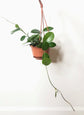 Hoya - Live Plant in a 2 Inch Pot - Indoor Houseplants Straight from The Nursery