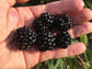 Blackberry Plant - Live Plants in 2 Inch Pots - Rubus - Fruit Trees for The Patio and Garden