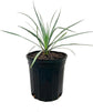 Silver Yucca - Live Plant in a 1 Gallon Growers Pot - Yucca Rostrata - Rare Outdoor Ornamental Slow Growing Evergreen Tree